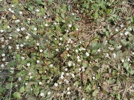 小花丛