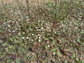 小花丛
