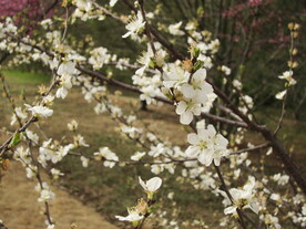 白桃花