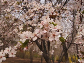 白桃花