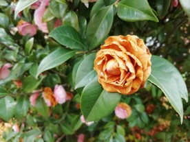 枯萎的花