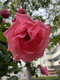 粉色月季