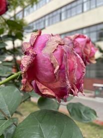 枯萎的花