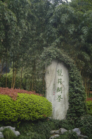 龙井问茶