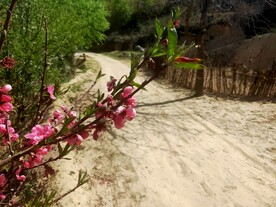 山间 桃花 
