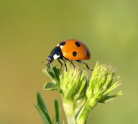 昆虫             