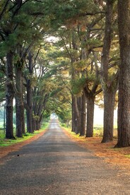 公园的小路