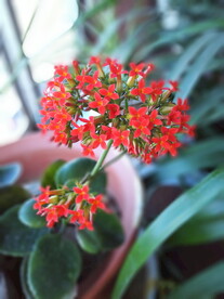 长寿花
