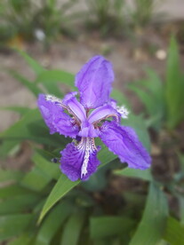 紫鸢花