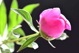 美丽的牡丹花