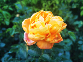 美丽的月季花