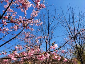 樱花园