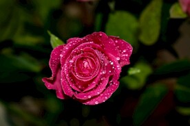 美丽的玫瑰花