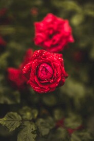 美丽的玫瑰花