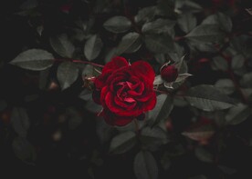 美丽的玫瑰花