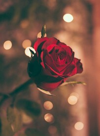 美丽的玫瑰花