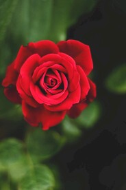 美丽的玫瑰花