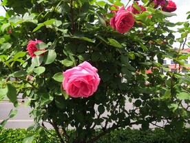 月季花