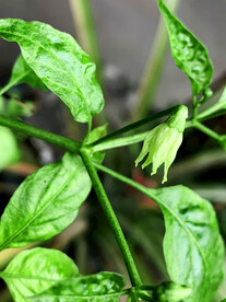 辣椒花
