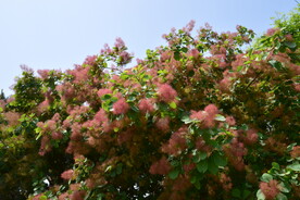 黄栌花 