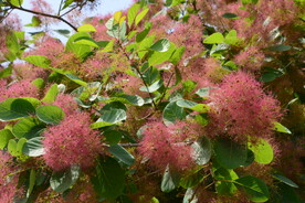黄栌花
