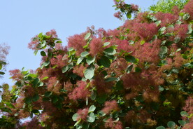 黄栌花 