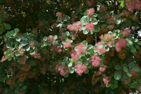 黄栌花 