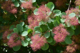 黄栌花