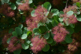黄栌花 