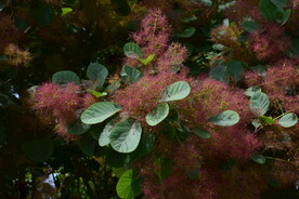 黄栌花 
