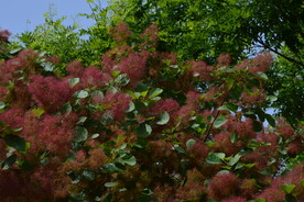 黄栌花 