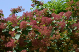 黄栌花