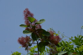 黄栌花