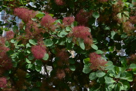 黄栌花