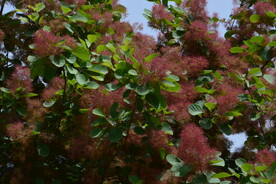 黄栌花