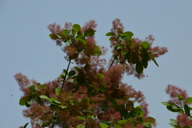 黄栌花 