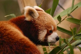 可爱的小熊猫