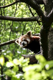 可爱的小熊猫