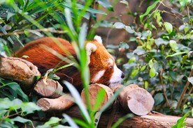 可爱的小熊猫