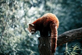 可爱的小熊猫