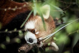 可爱的小熊猫