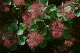 黄栌花 
