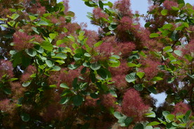 黄栌花 