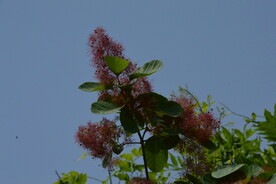 黄栌花 