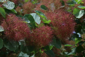 黄栌花 