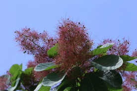 黄栌花 