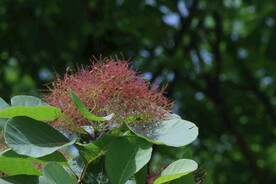 黄栌花 