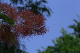 黄栌花 