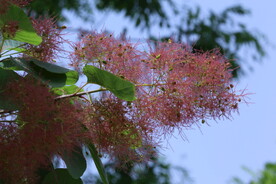 黄栌花 