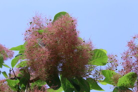 黄栌花